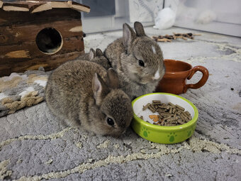 Trpasličí/zakrslý králik - 3