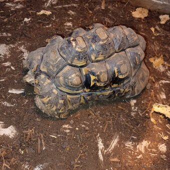 Korytnačka leopardia - 3