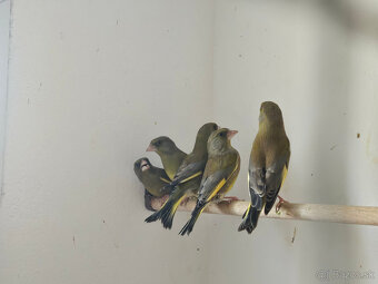 Predám Zelienky - 3