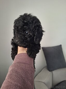 Pudel - 3