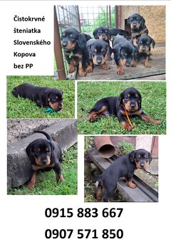 Ponúkam šteniatka - SLOVENSKÝ KOPOV - 3