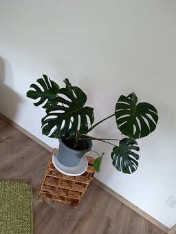Monstera - 3