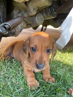 🐶 Na predaj – Šteniatka jazvečíka krátkosrstého štandard - 3