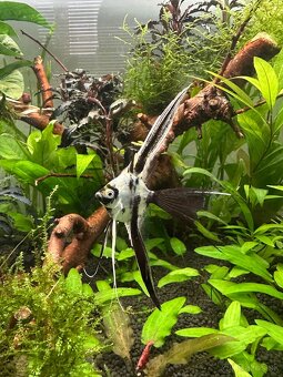 🐠 Skalár biely – Marble Longfin (mladé) - 3