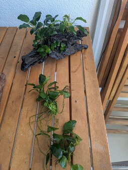 Anubias v dreve - 3