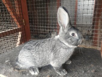 Činčila Veľká - 3