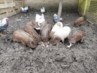 Odstavčata prasiatka prasa - 3