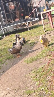 Chocholate kacice - 3