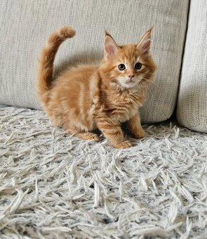 Maine coon, mainská mývalia mačka - 3