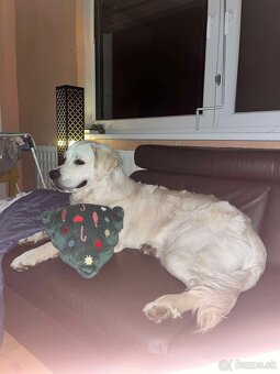 Zlatý retriever hľadá nový domov - 3