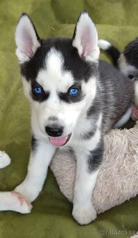 Sibiřský husky bez PP - poslední 3 kluci - 3
