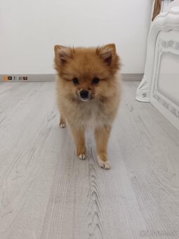 Predám pomeranian - 3