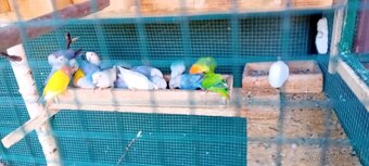 AGAPORNIS RUŽOVOHRDLY - 3