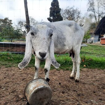 100% Anglonubijska koza (sivá) - 3