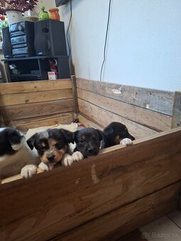 Darujem šteniatka - 3