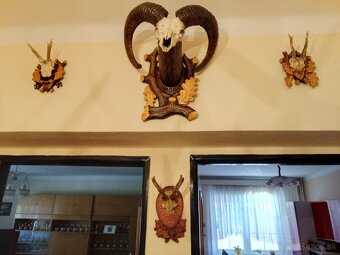 Predám luster z parožia + všetky trofeje, obrazy - 3