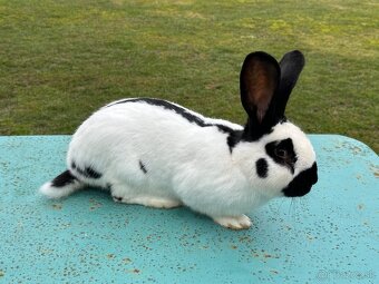 Nemecký strakač - 3