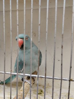 Predám Alexander malý - 3