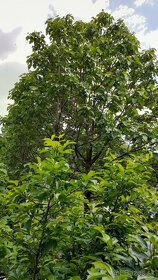 Cisarsky strom Paulownia  a Aloe vera - 3