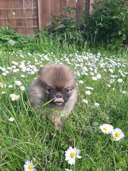 Pomeranian - 3