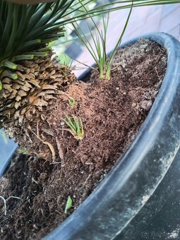 Yucca juka - 3