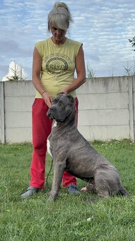 Cane corso s PP - 3