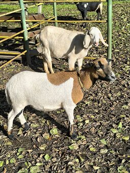 Kamerunska ovečka Anglonubijske kozy - 3