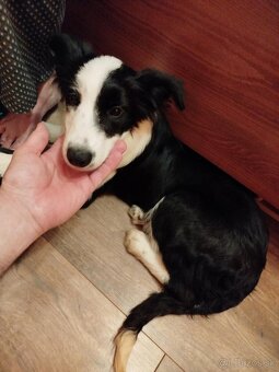 SÚRNE HLADÁME DOMOV PRE AKTÍVNU BORDÍKU ❤️ - 3