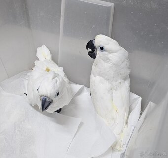 Kakadu biely alba 2.0 - 3