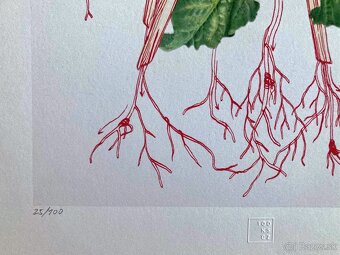 Eva Koťátková - Replanted - 3