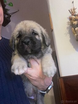 Španělský mastin štěňátka k odběru od 20.1. - 3