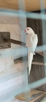 Alexander  fúzatý , malý - 3