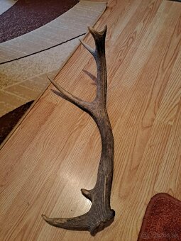 Predám parožie zhody - 3