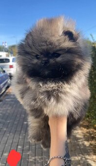 Pomeranian orange - 3