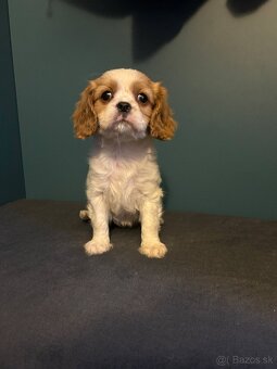 Cavalier - 3
