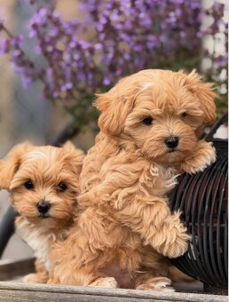 Šteniatka maltipoo k dispozícii - 3