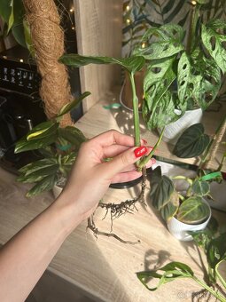 Izbové rastliny monstera - 3