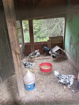 Leghorn Exchequer - 3