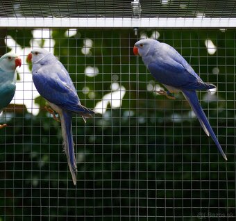 Alexander malý Hch - 3