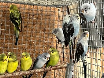 Blackwing andulky - 3