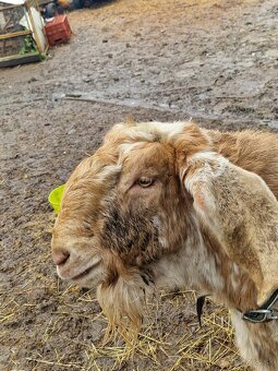 Anglonubijsky cap - 3