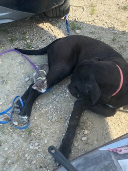 Darujem do dobrých rúk fenku cane corso - 3