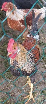 Kohúty Marans čierna medenokrká a iné - 3