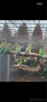 Andulky zelené , čierno krídle , žlté - 3