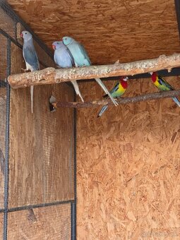 Samica Alexander maly - 3