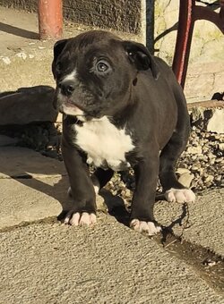 American Bully XL - 3