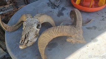 Predám rohy a parožie - 3