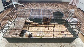 Morské prasiatko - 3