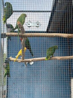 Amazonan modrocely (Amazona aestiva) - 3