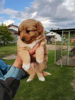 🎁 DARUJEME 4 MALÉ ŠTENIATKA – VŠETKO PSÍKOVIA 🐶🐶🐶🐶 - 3